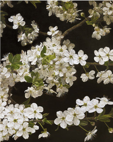 Mia Tarney - Cherry Blossom (Limited Edition Print)