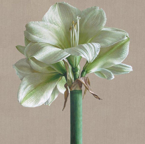 Mia Tarney - White Amaryllis