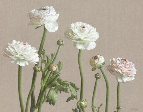 Mia Tarney - Ranunculus Picotee (Limited Edition Print)