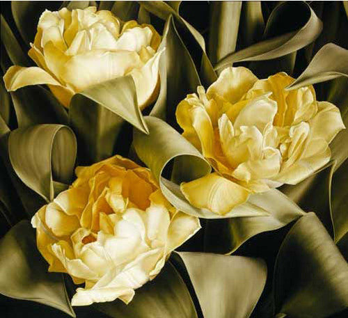 Mia Tarney - Tulipa Verona