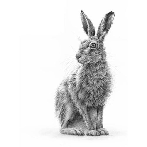 Nolon Stacey - Sitting Hare