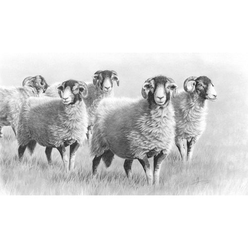 Nolon Stacey - Summer Swaledales
